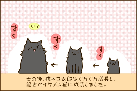 その後、桃ネコ太郎はぐんぐん成長し、絶世のイケメン猫に成長しました。