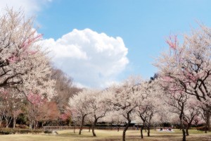 img_fukuoka_kinder_25