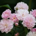 img_musk_bath_09