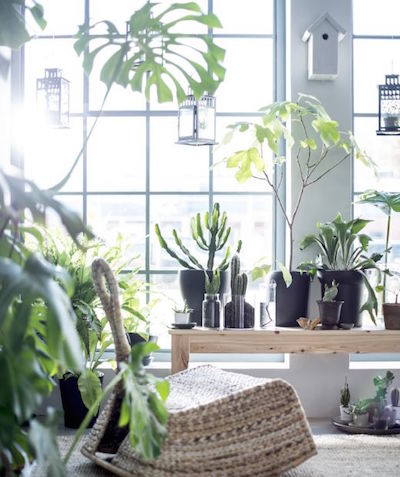 plants