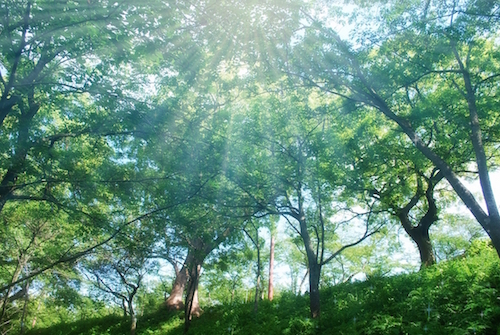 tree