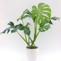 img_monstera_20