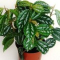 img_pilea_16