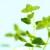 お風呂の環境に向いている観葉植物の種類とは お風呂の環境に向いている観葉植物の種類とは